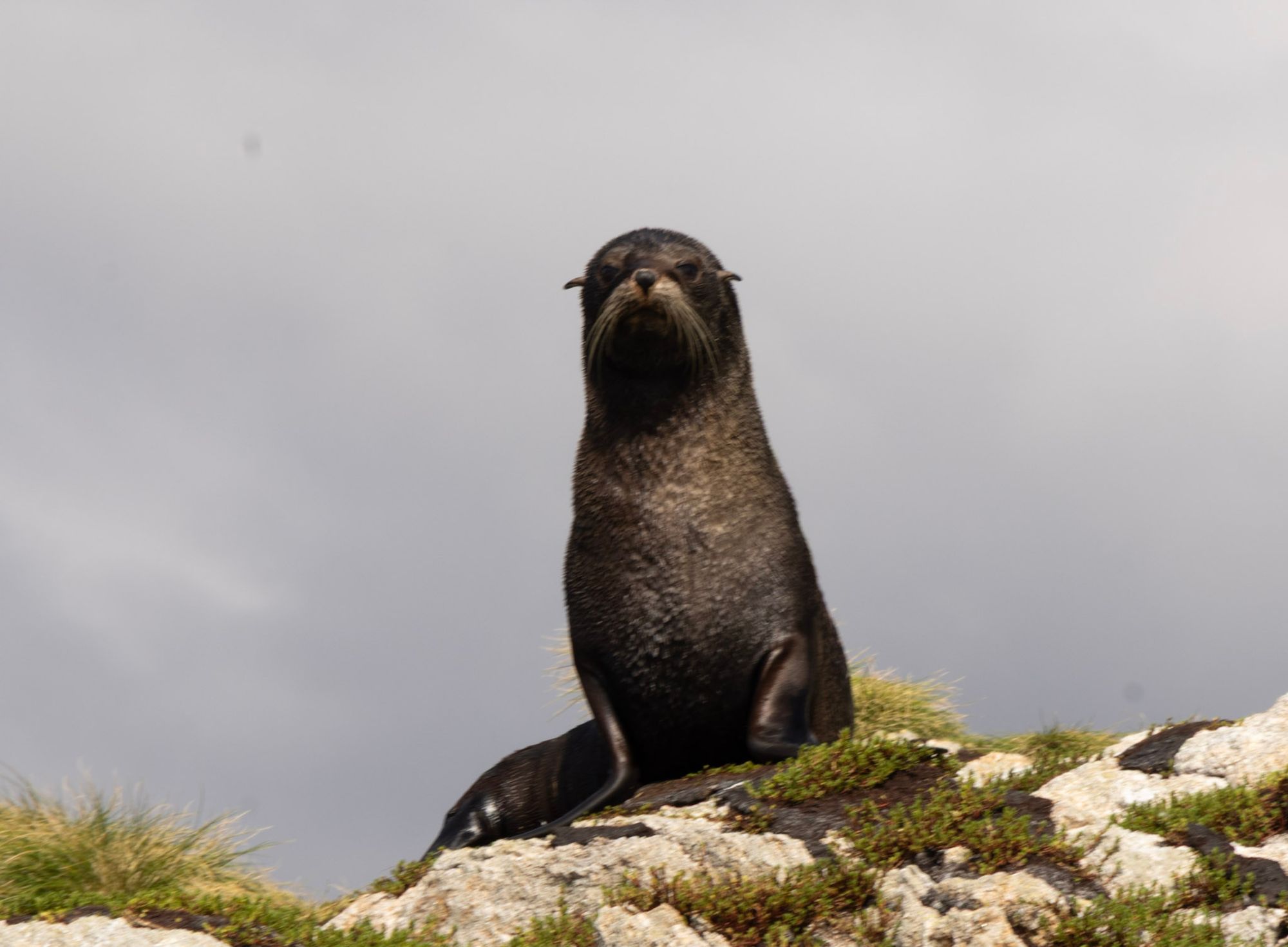 Large adult New Zealand fur seal bull sitting upright on a mossy rock in Dusky Sound, grey sky behind