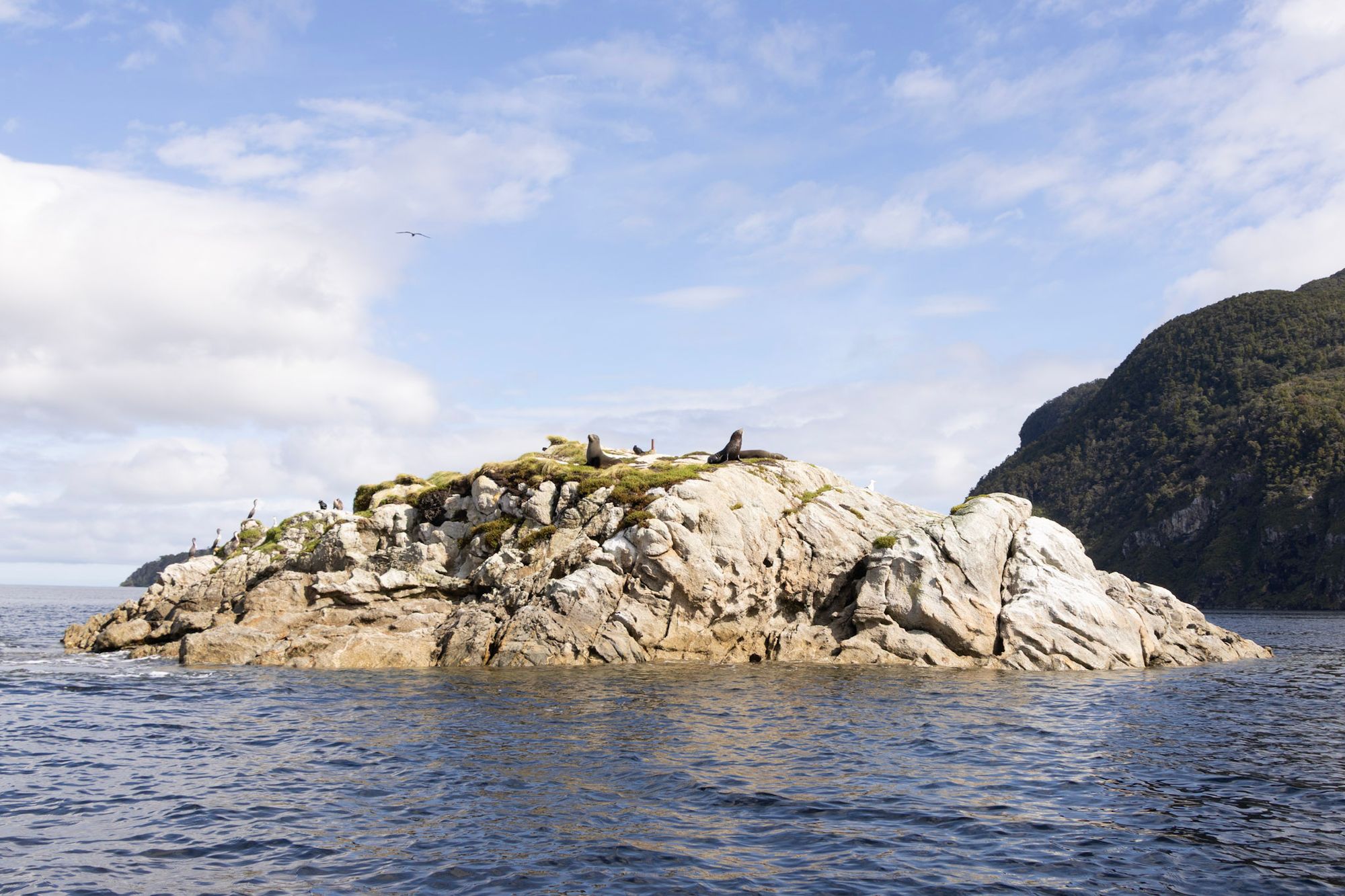Seal Island in Dusky Sound, covered in New Zealand fur seals and cormorants, Fiordland mountains behind