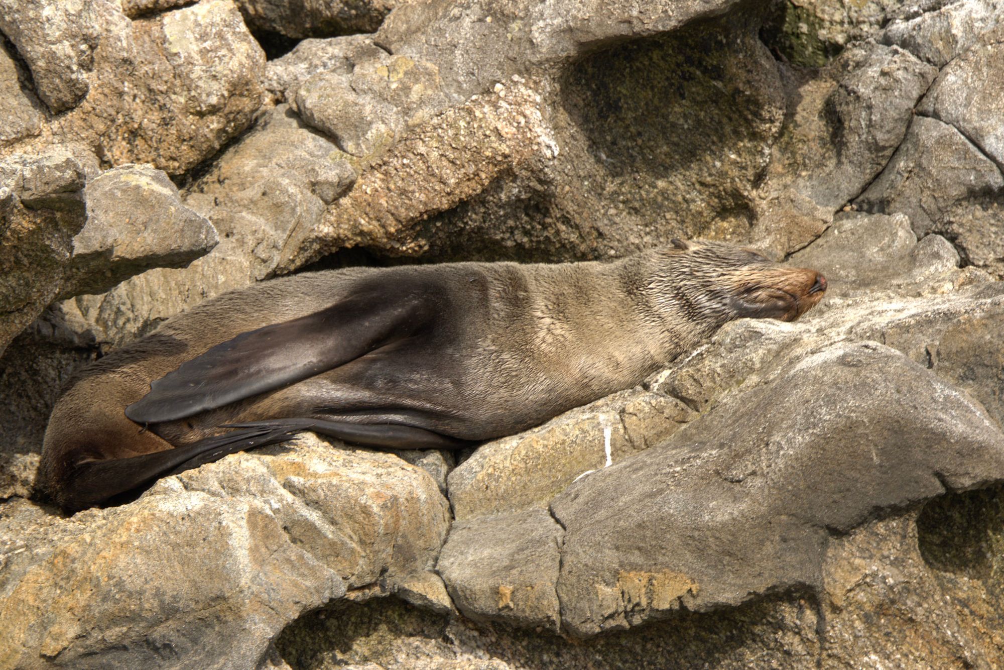 Adult fur seal stretched out along rocks in the sun, eyes closed, fully relaxed