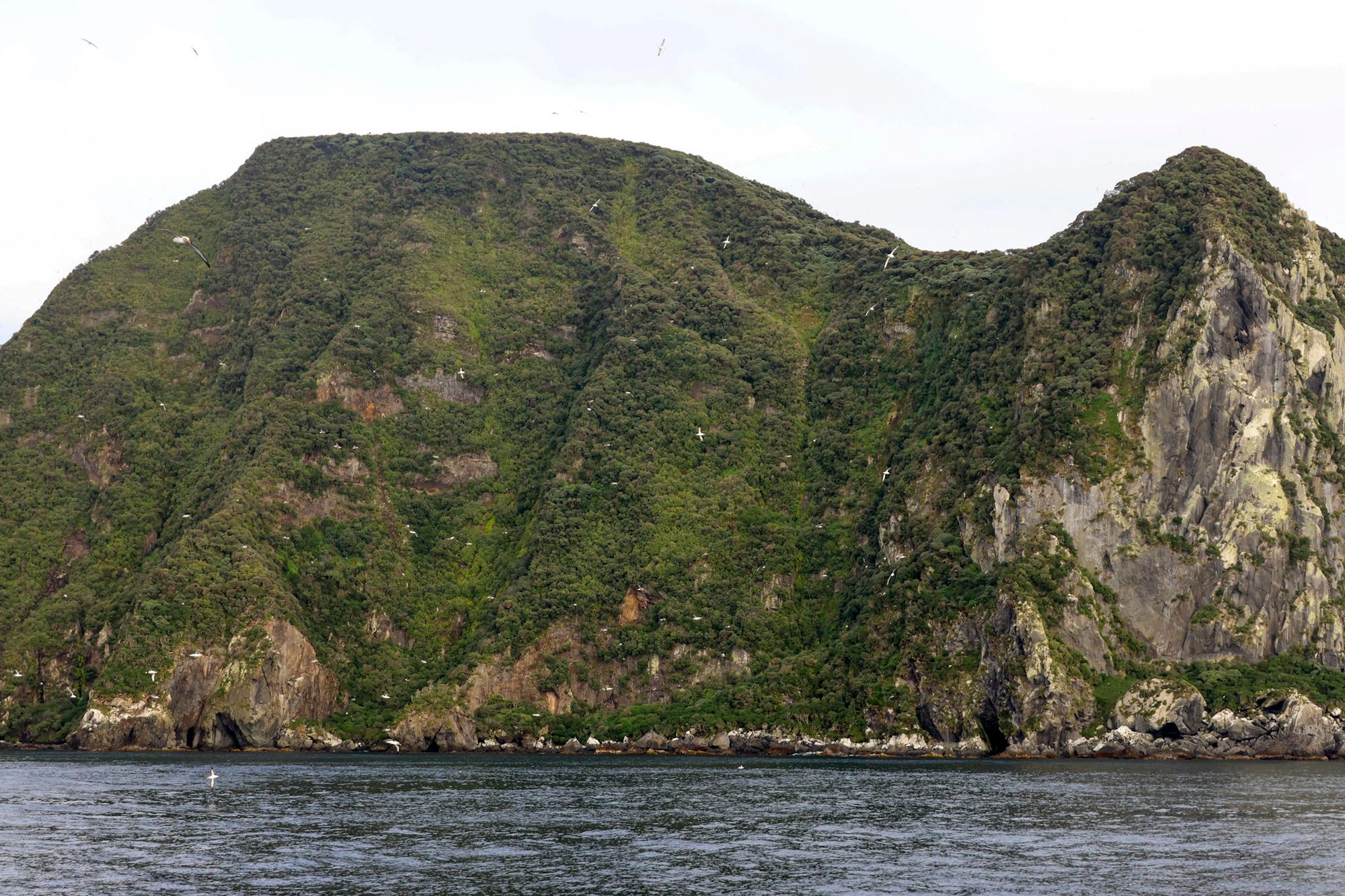The Solander Islands — volcanic outcrops rising from the Southern Ocean south of Fiordland, covered in circling seabirds