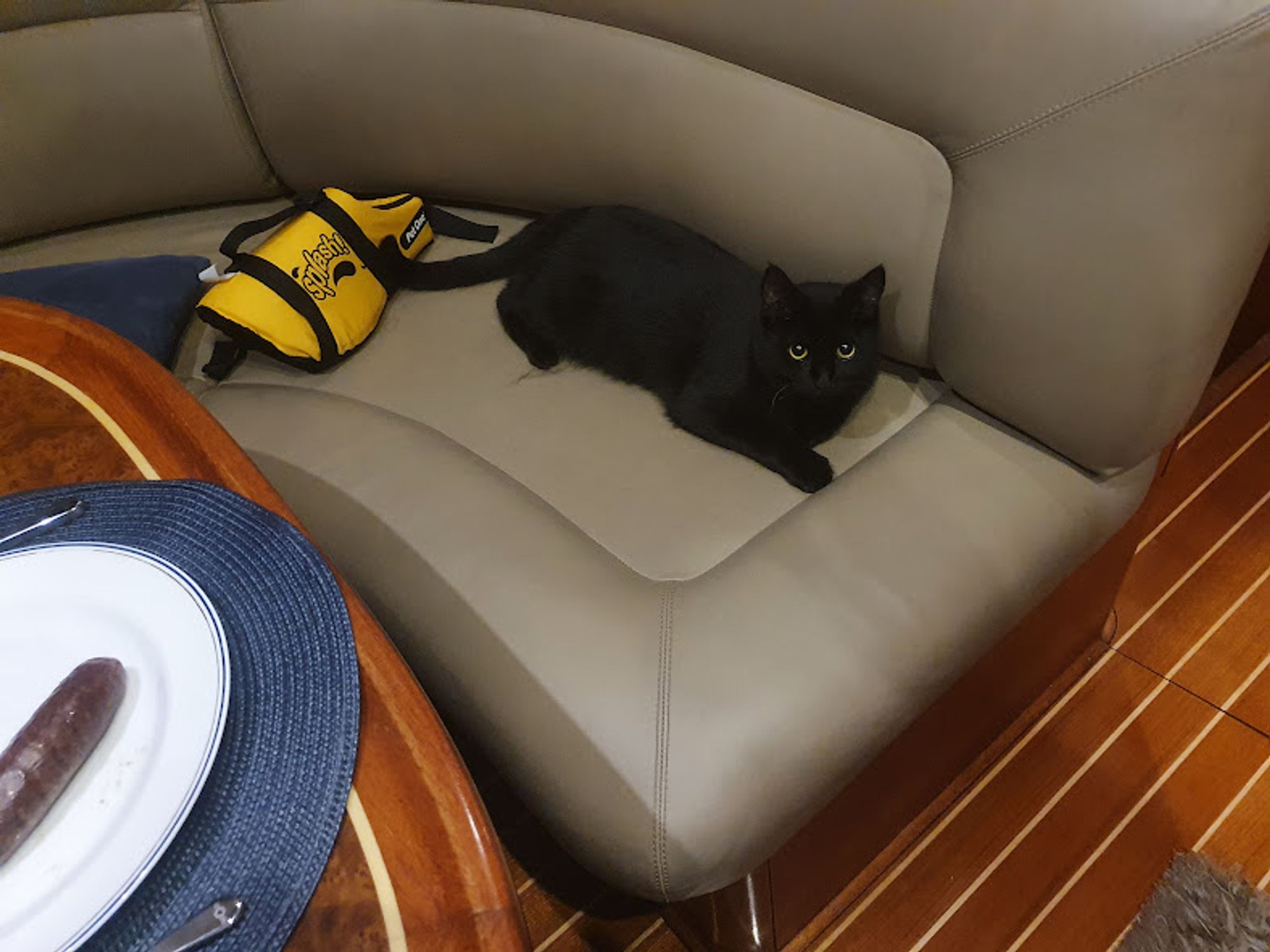 Ship's cat in the saloon
