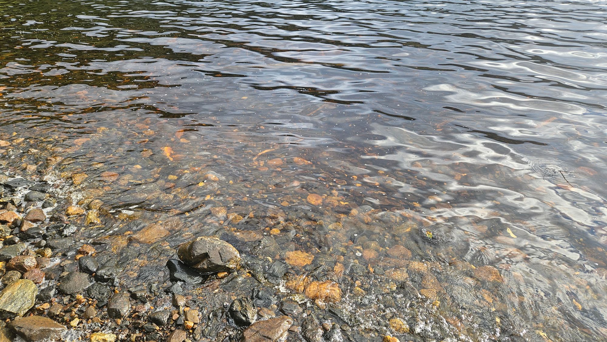 Tannin-stained freshwater layer over clear saltwater at the shoreline of Dusky Sound — the halocline effect
