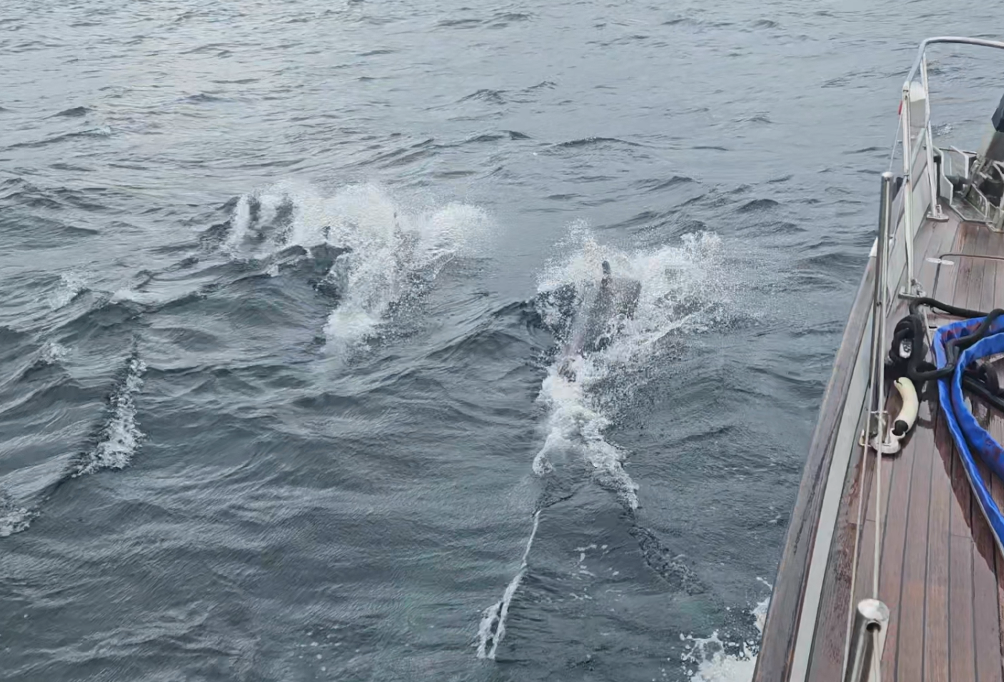 Dolphins bowriding alongside Matariki III on the approach to Chalky Inlet, Fiordland