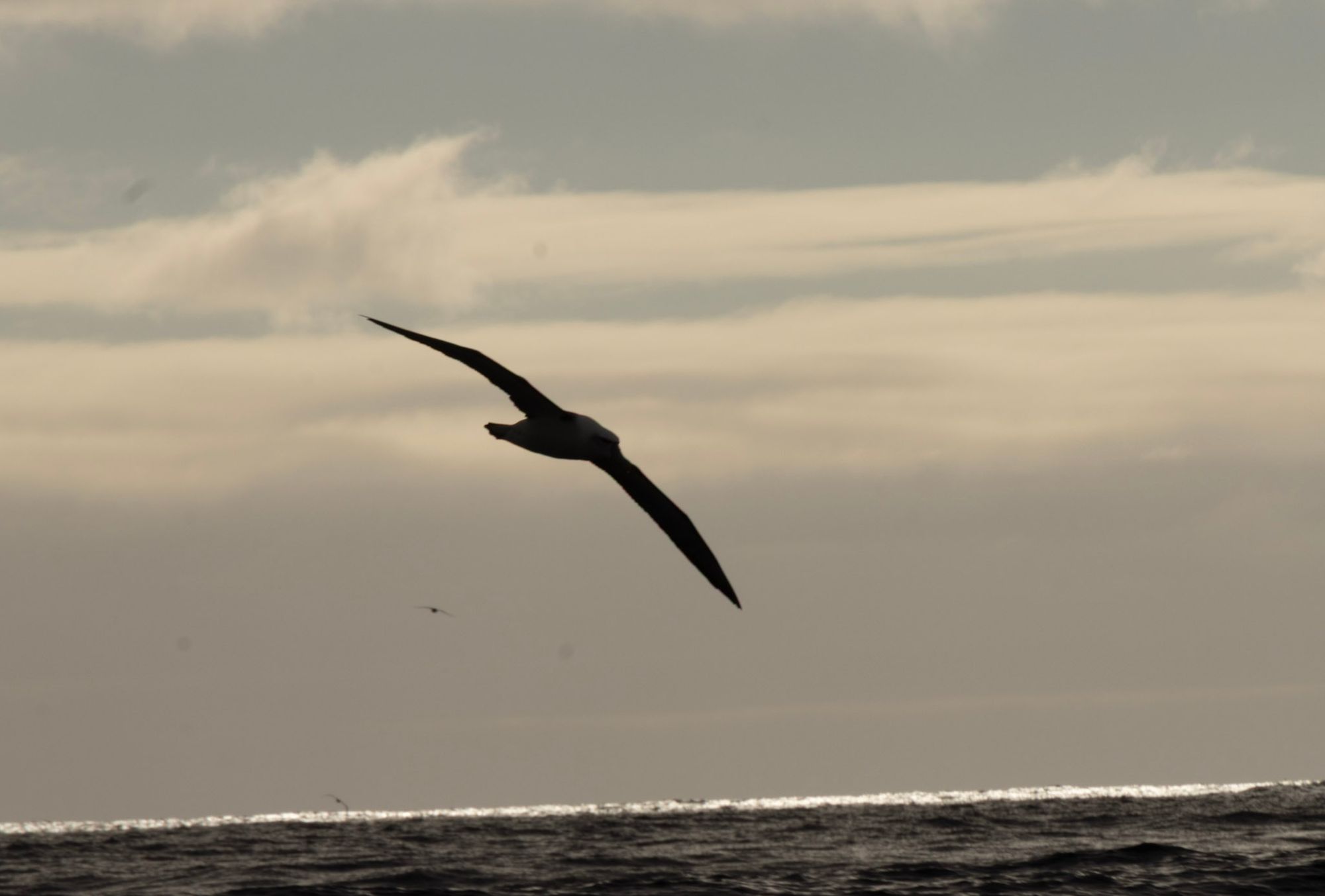 Albatross silhouette banking on the Southern Ocean wind