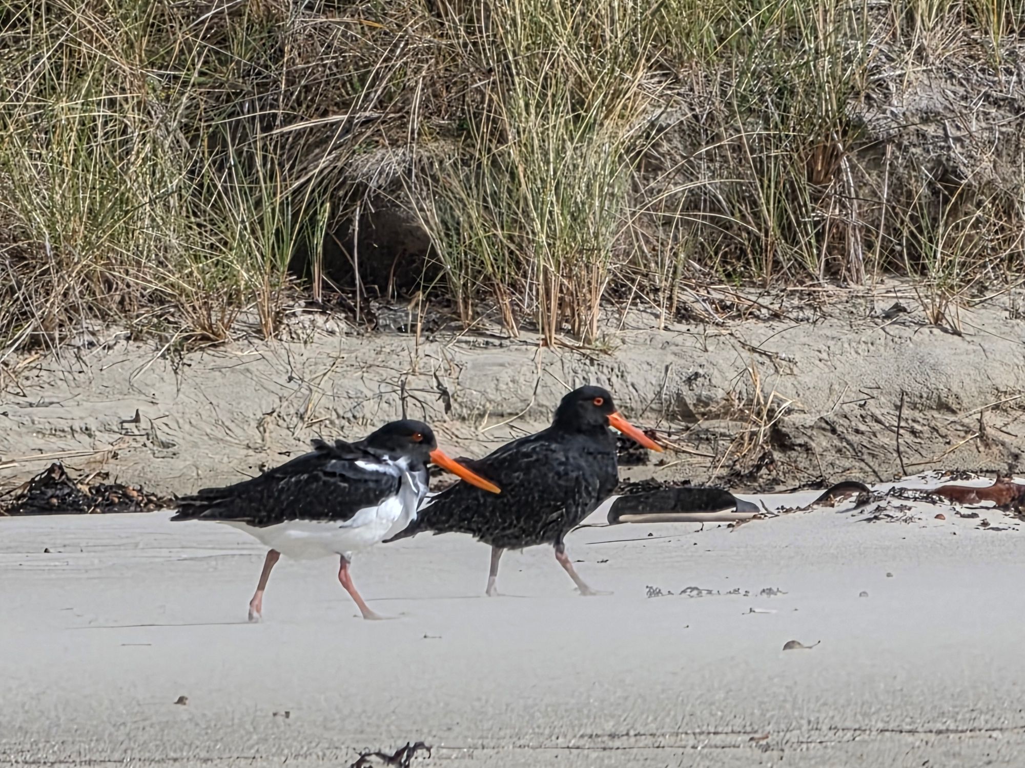Shorebirds on Ocean Beach Stewart Island — oystercatchers and waders working the tide line on an empty beach