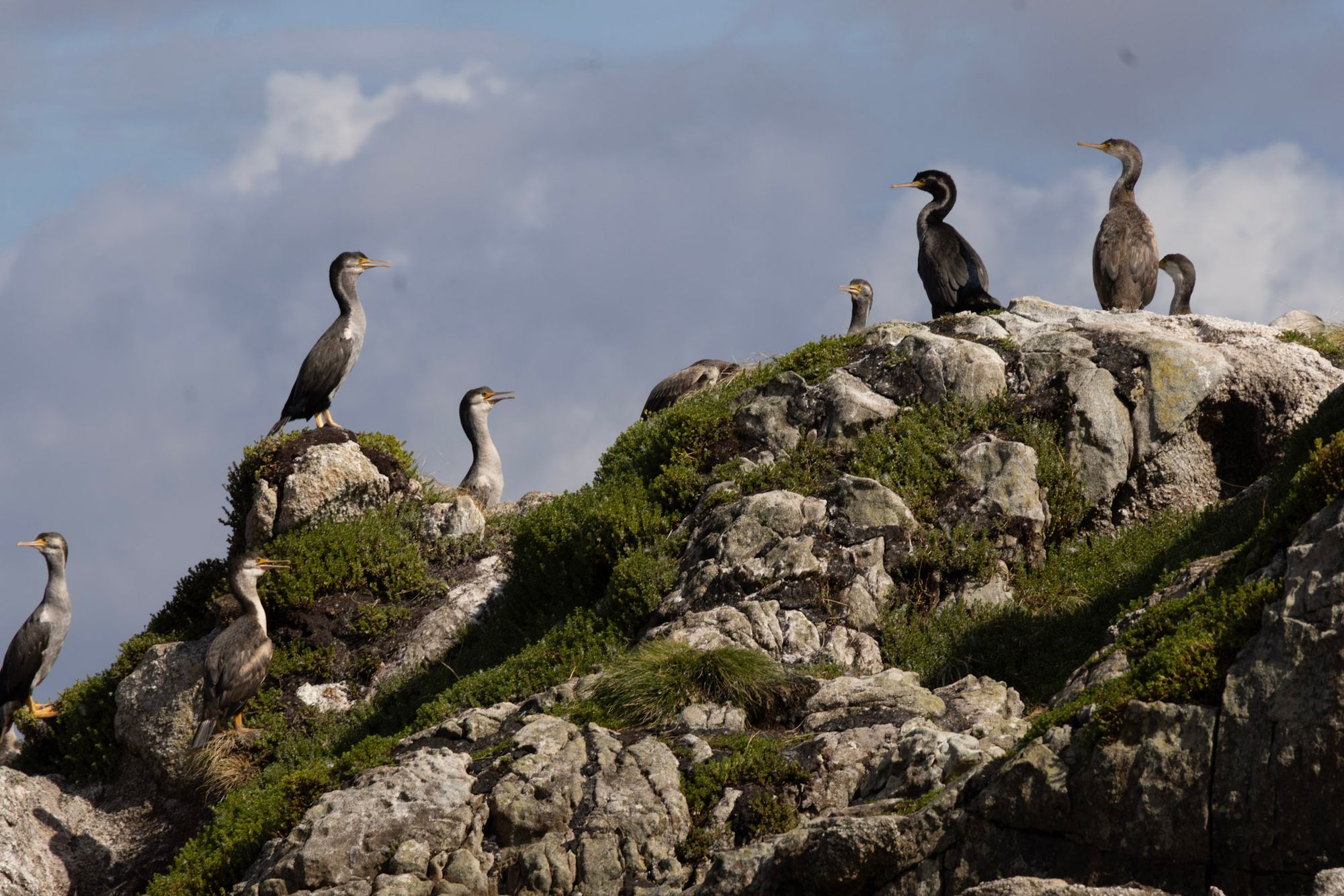 Colony of spotted shags perched on a mossy rock outcrop in Dusky Sound