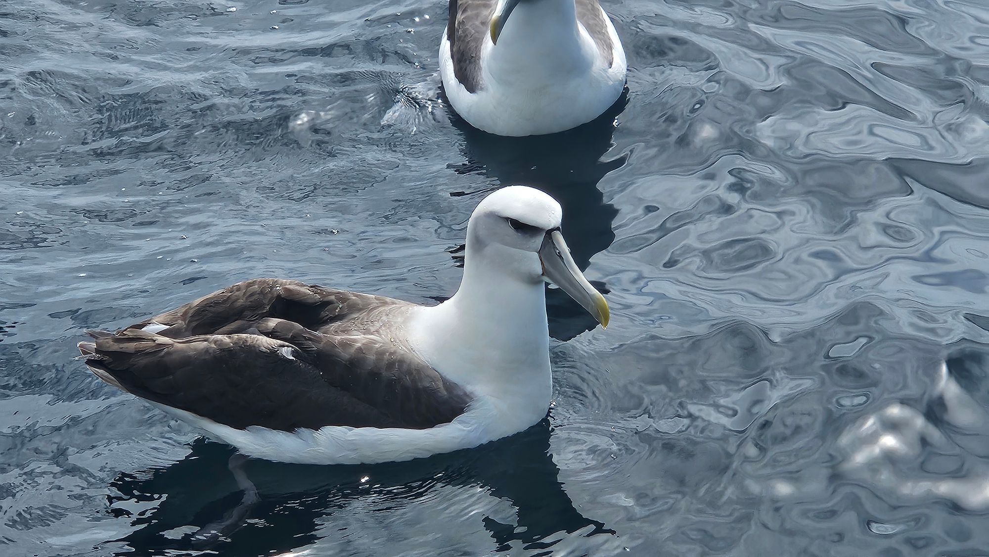 Buller's Albatross alongside Matariki III