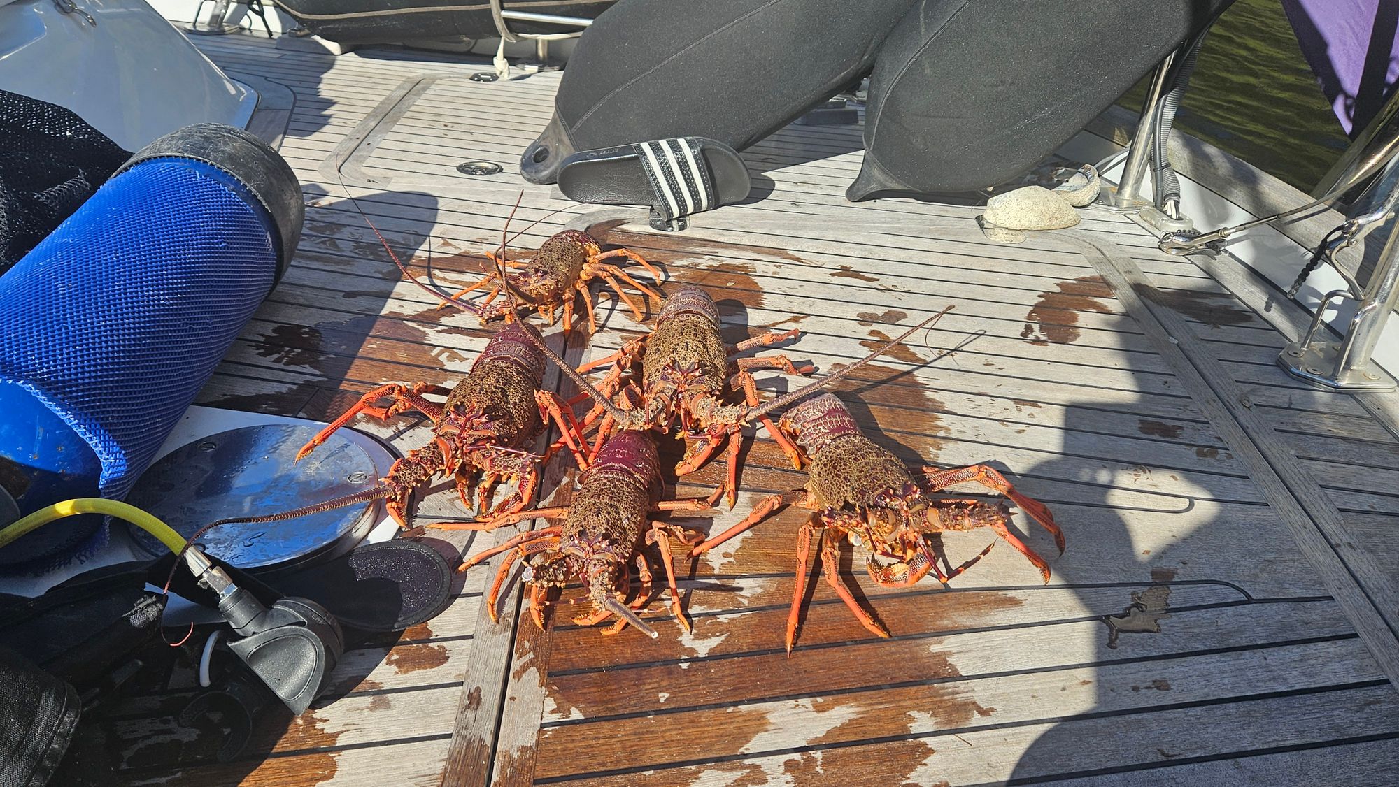 Five large freshly-caught crayfish laid out on Matariki III's teak deck after a dive in Dusky Sound