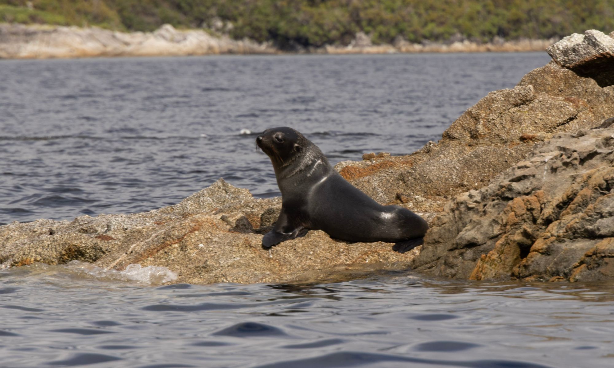 Young New Zealand fur seal pup on rocks at the water's edge in Dusky Sound