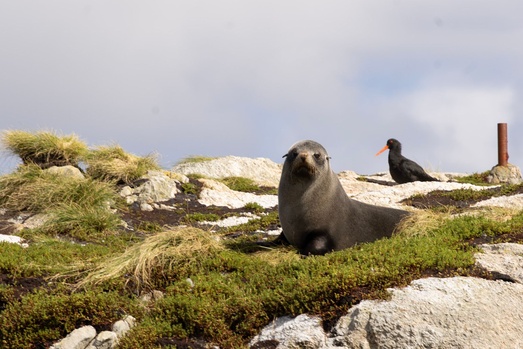 New Zealand fur seal sitting on mossy rocks with a variable oystercatcher in the background