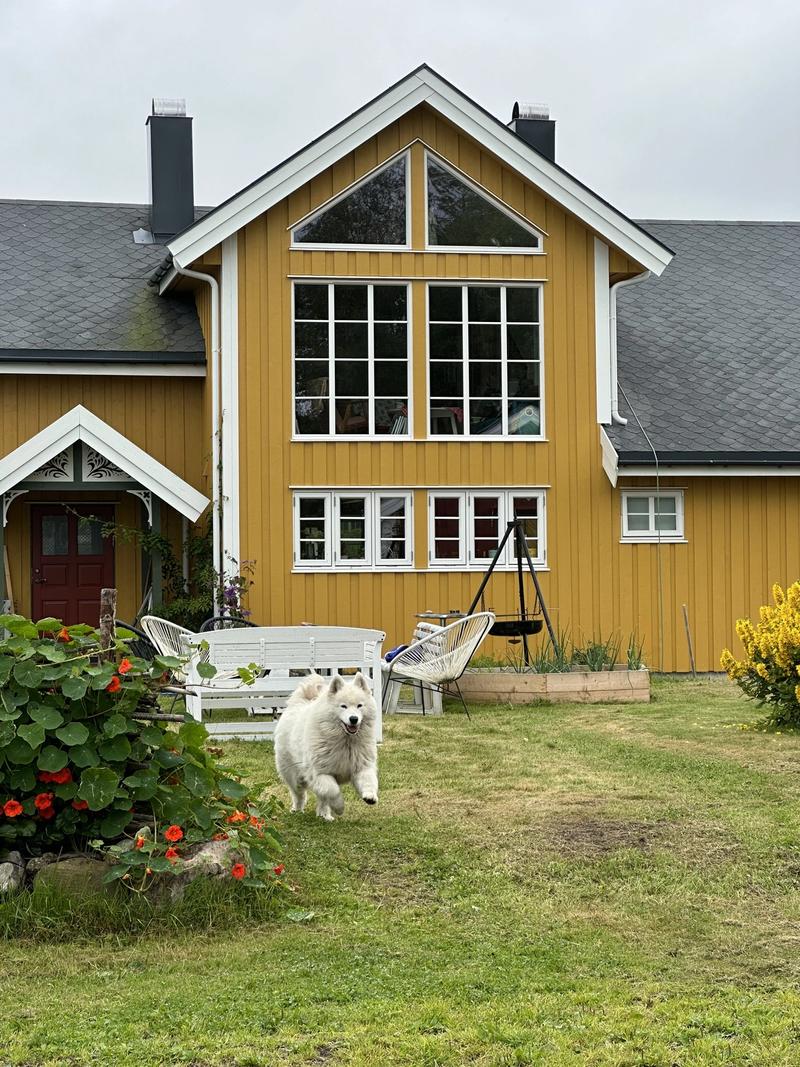 Chient galopant vers l'objectif avec la maison jaune de Sarah an arrière-plan