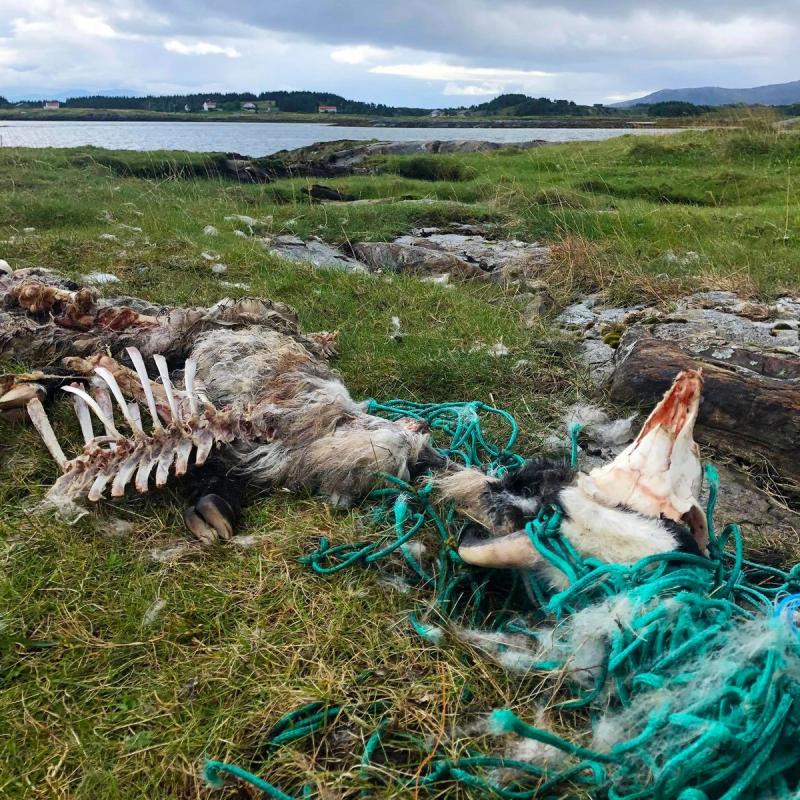 Carcasse de mouton, vraisemblablement mort coincé par un filet de pêche