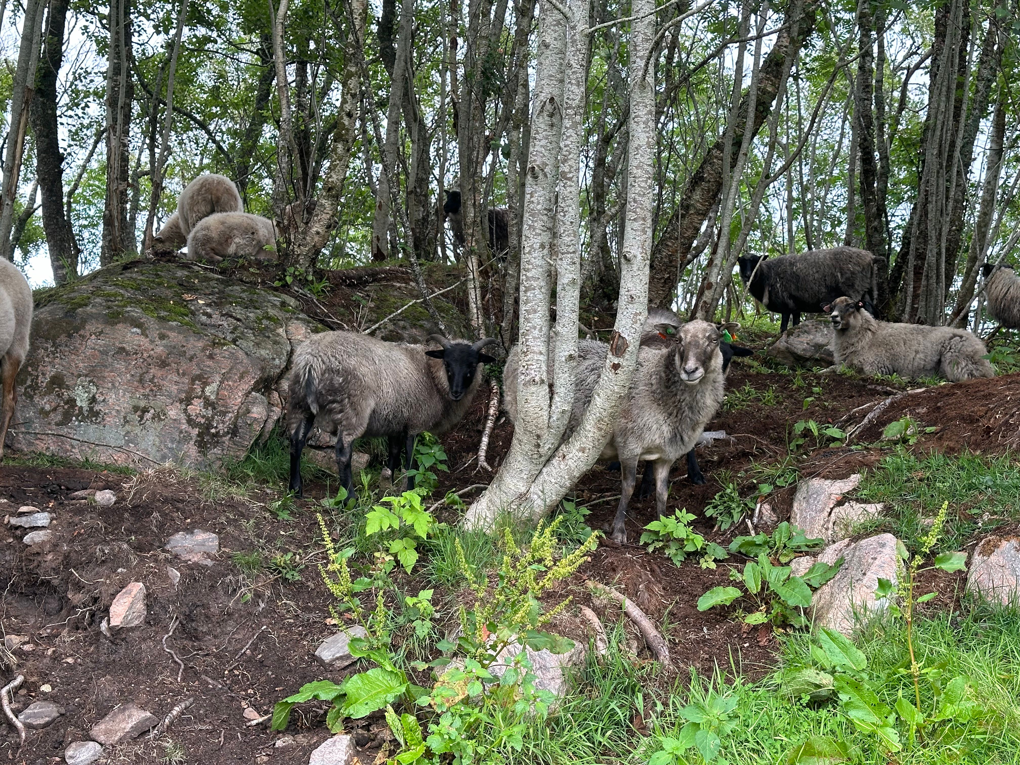 Quelques moutons dans la forêt