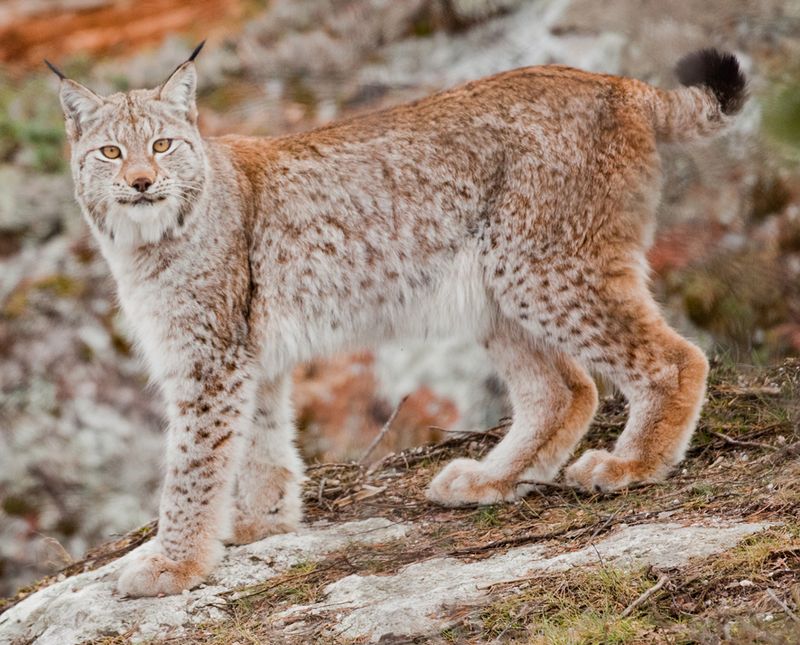 Le lynx de Norvège