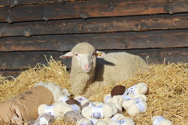 Un mouton avec des pelotes de laine