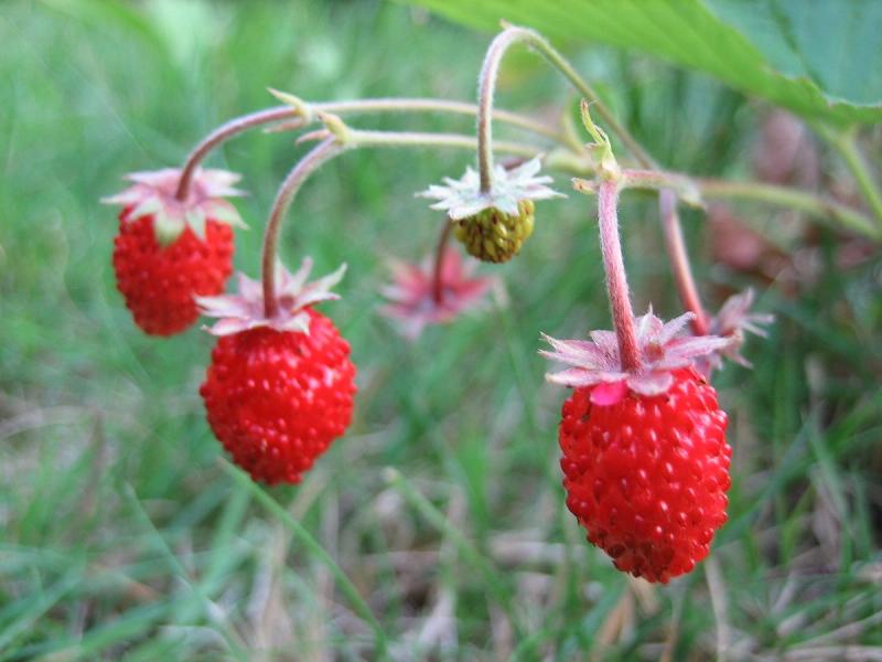Fraises des bois