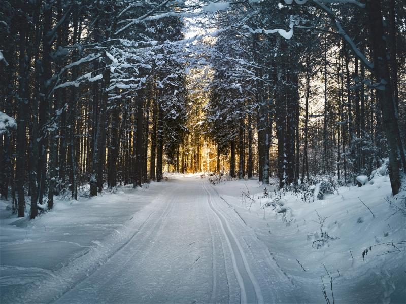Piste de ski de fond dans la forêt