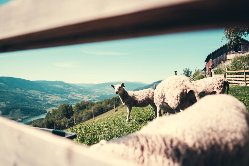 Moutons derrière un enclos