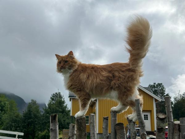 Un chat orange sur une cloture