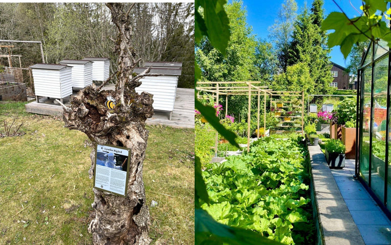 Ruches et potagers de Lysebu