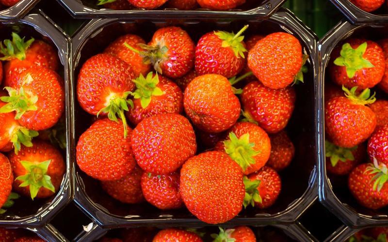 Fraises norvégiennes