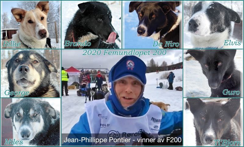 Photomontage avec Jean-Philippe et son équipe de chiens