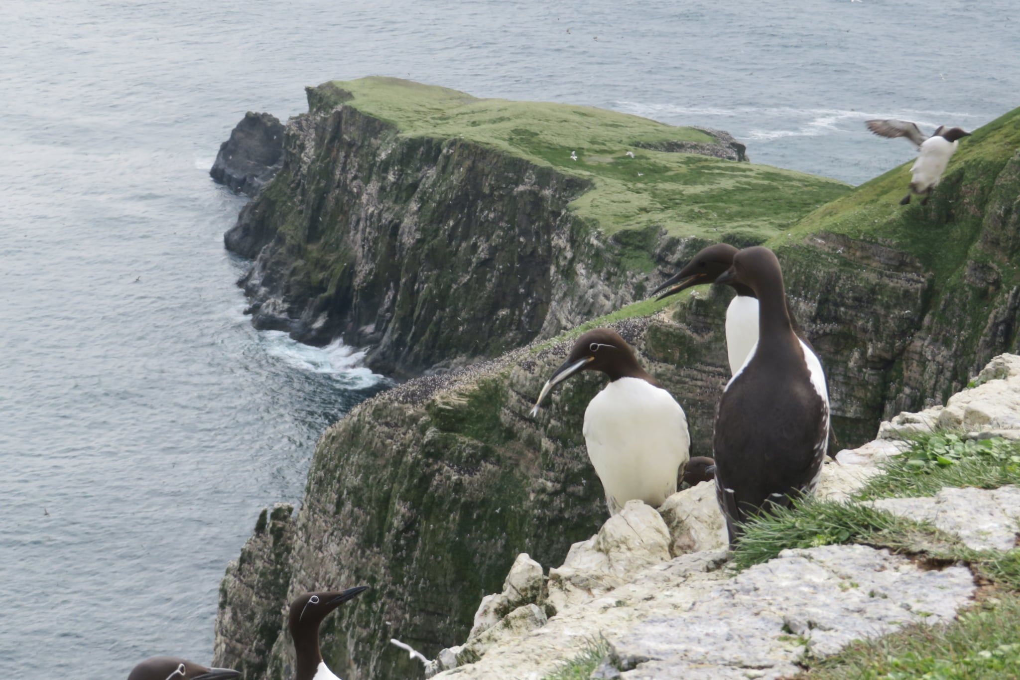 Oiseaux et falaises