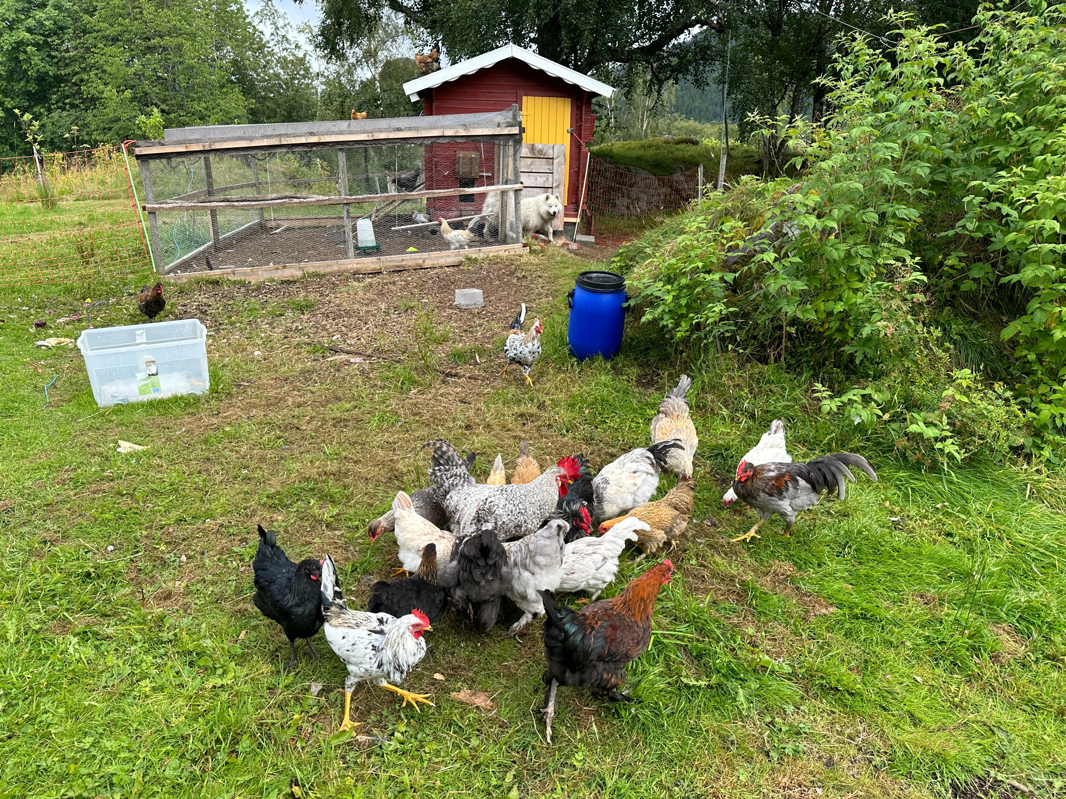 Poules et poulailler