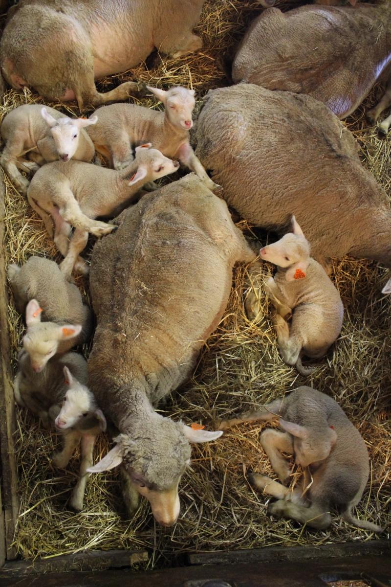 Une maman avec ses petits