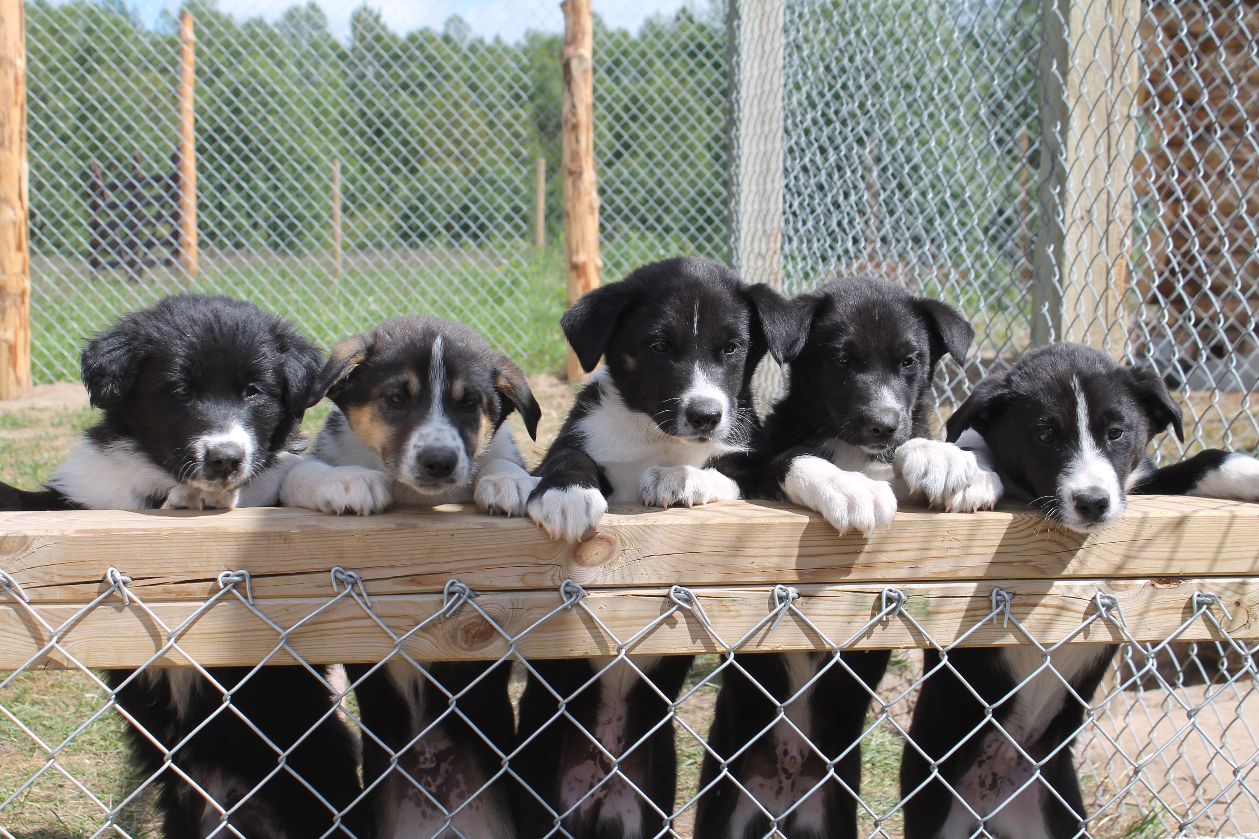 Chiots