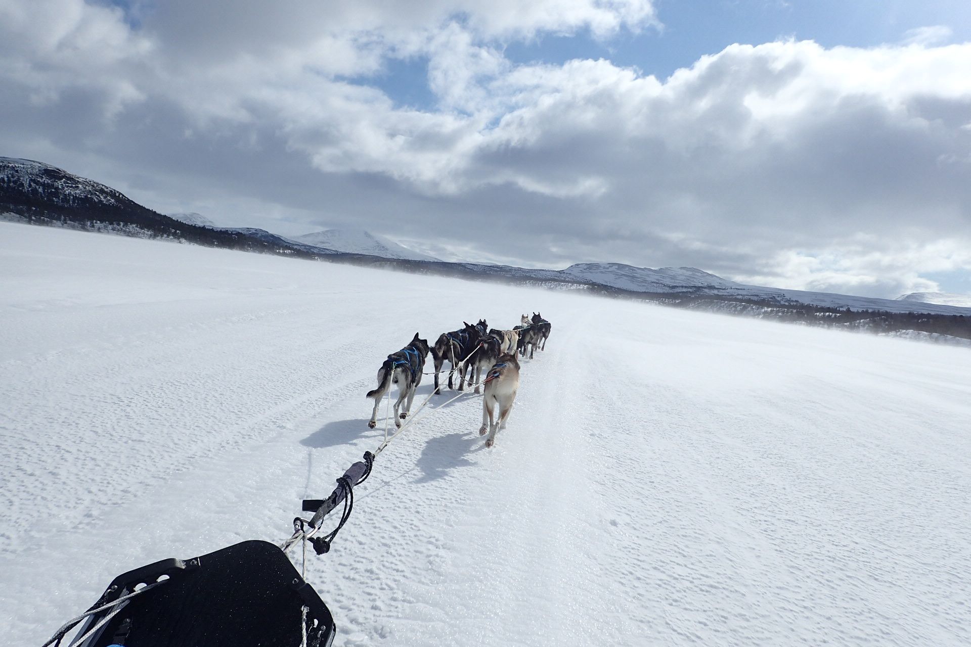 Photo prise du traineau avec les chiens devant