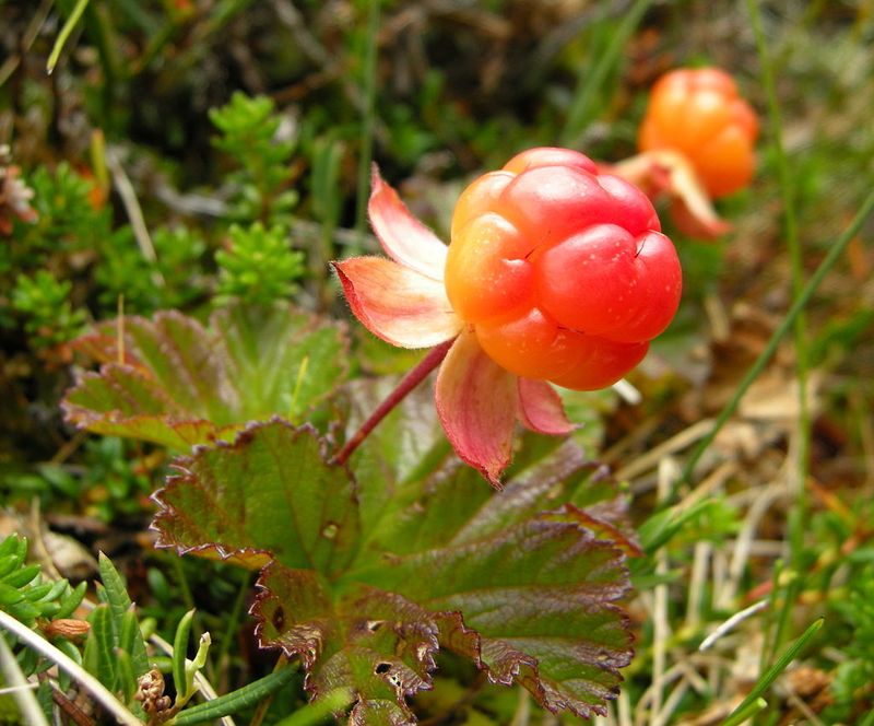 Plaquebières