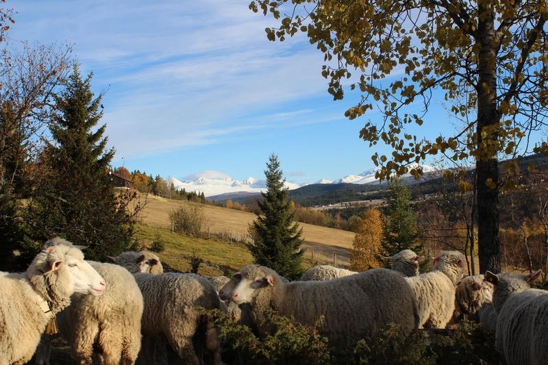 Moutons avec montagnes de Rondane enneigées au loin