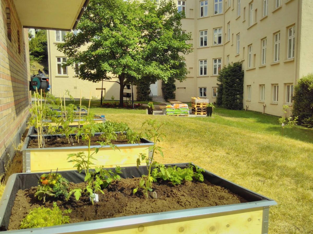 Potager dans une résidence urbaine