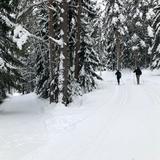 Deux personnes faisant du ski de fond dans la forêt