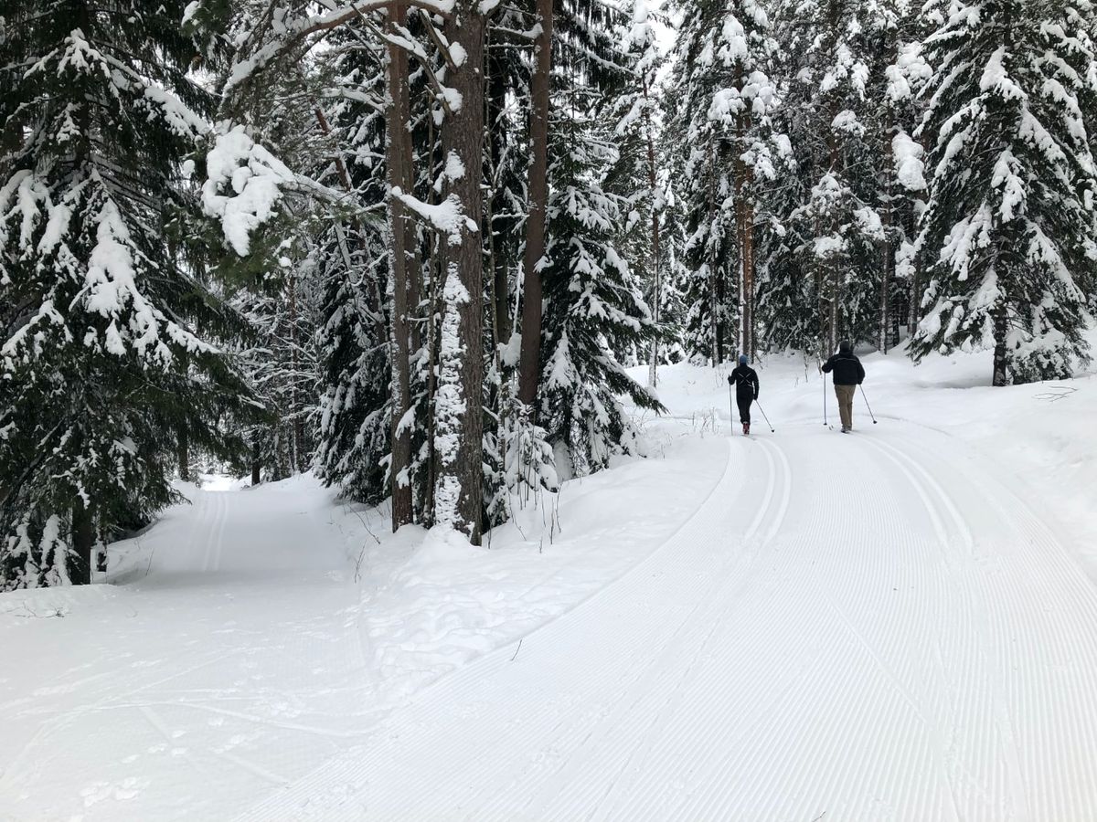 Deux personnes faisant du ski de fond dans la forêt