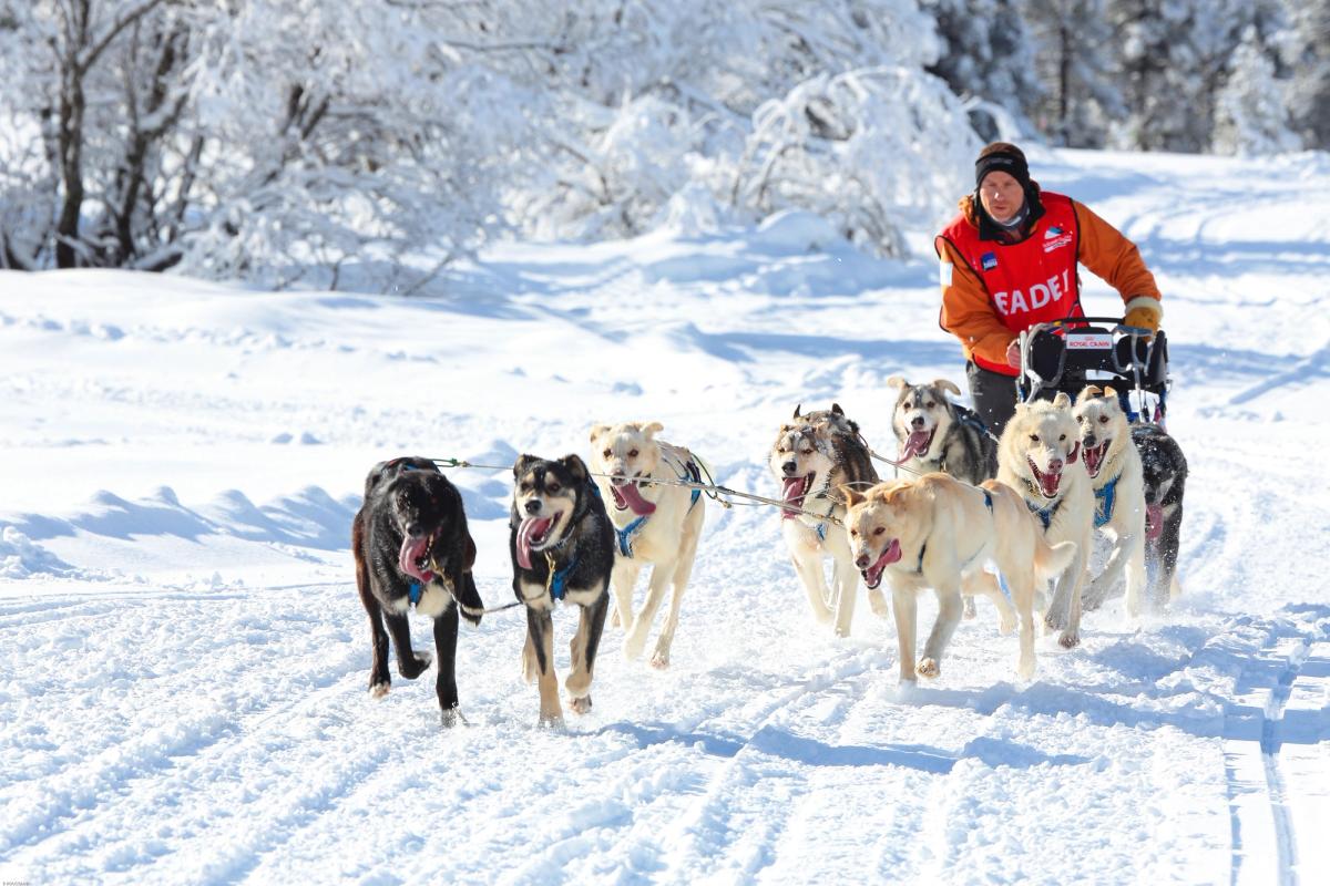 Portrait de Jean-Philippe avec ses chiens en pleine course