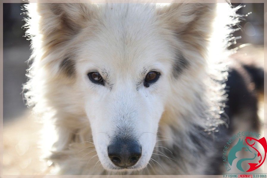 Chien tout blanc en gros plan
