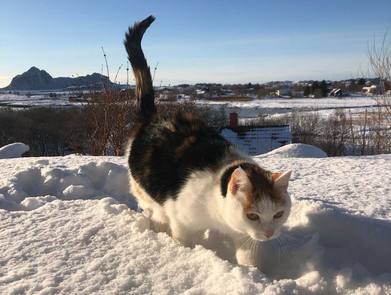 Line le chat de Chloé