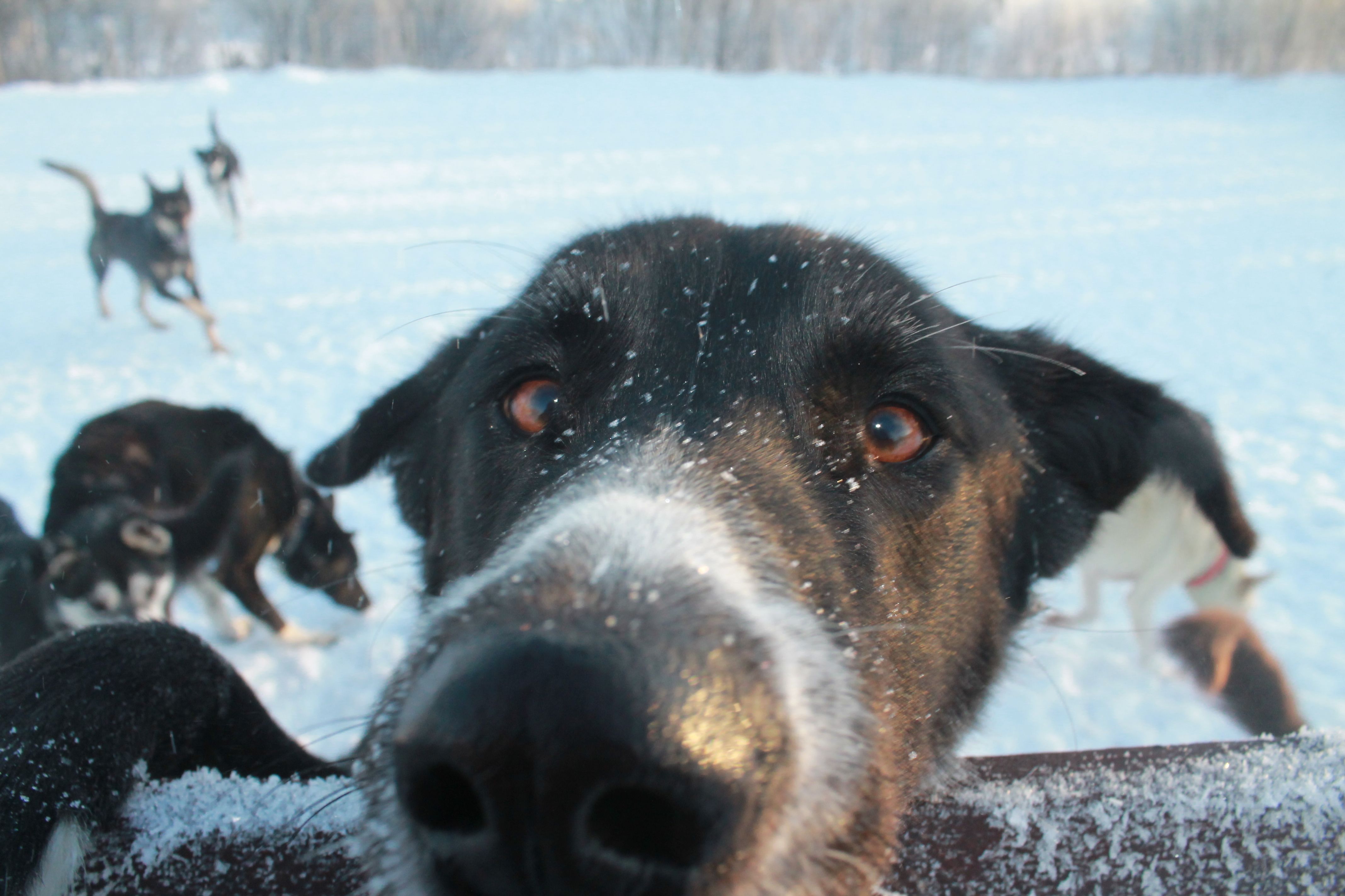 Chien en gros plan