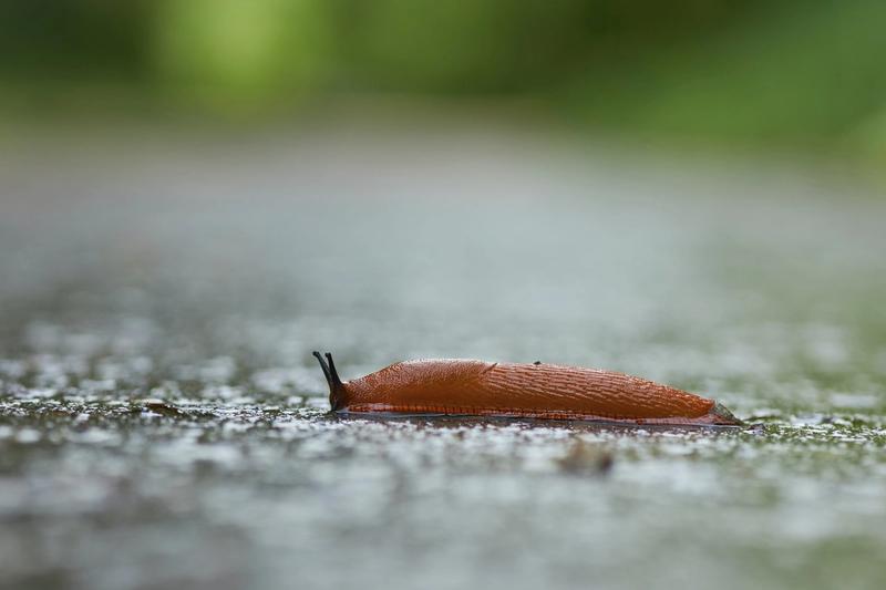 La limace, le pire ennemi de votre potager…