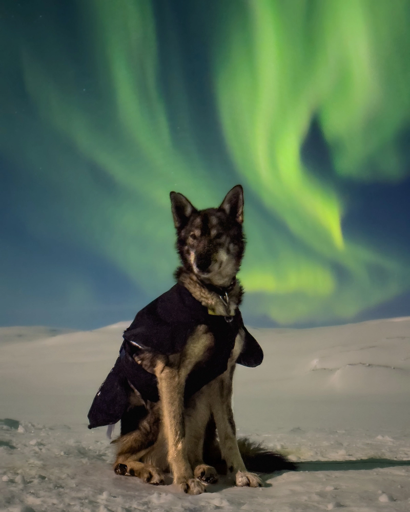 Caramel (le chien) et les aurores boréales derrière