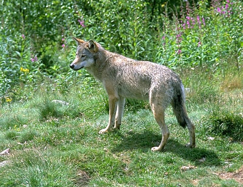 Loup que l’on trouve peut croiser Norvège