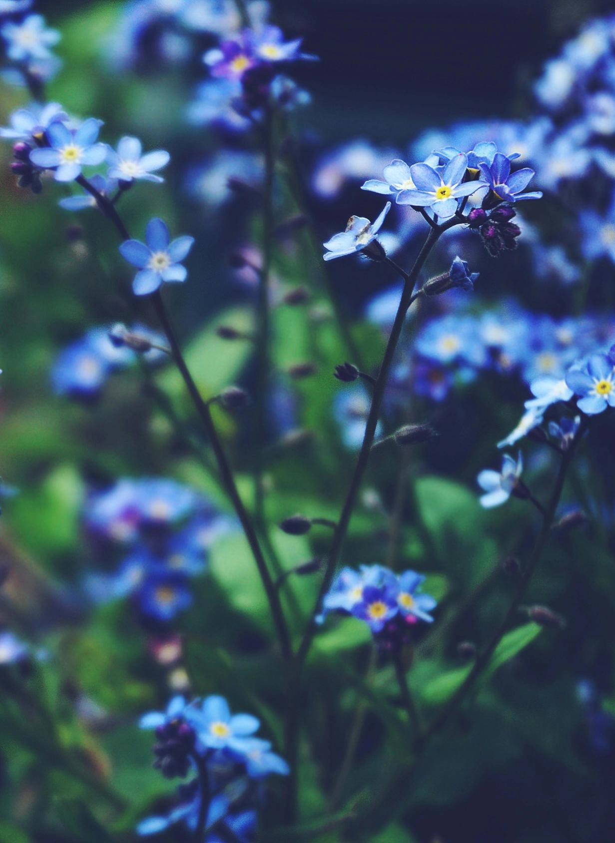 Nærbilde av små blå forglemmegei-blomster med gule sentre, omgitt av grønn, uskarp bakgrunn.