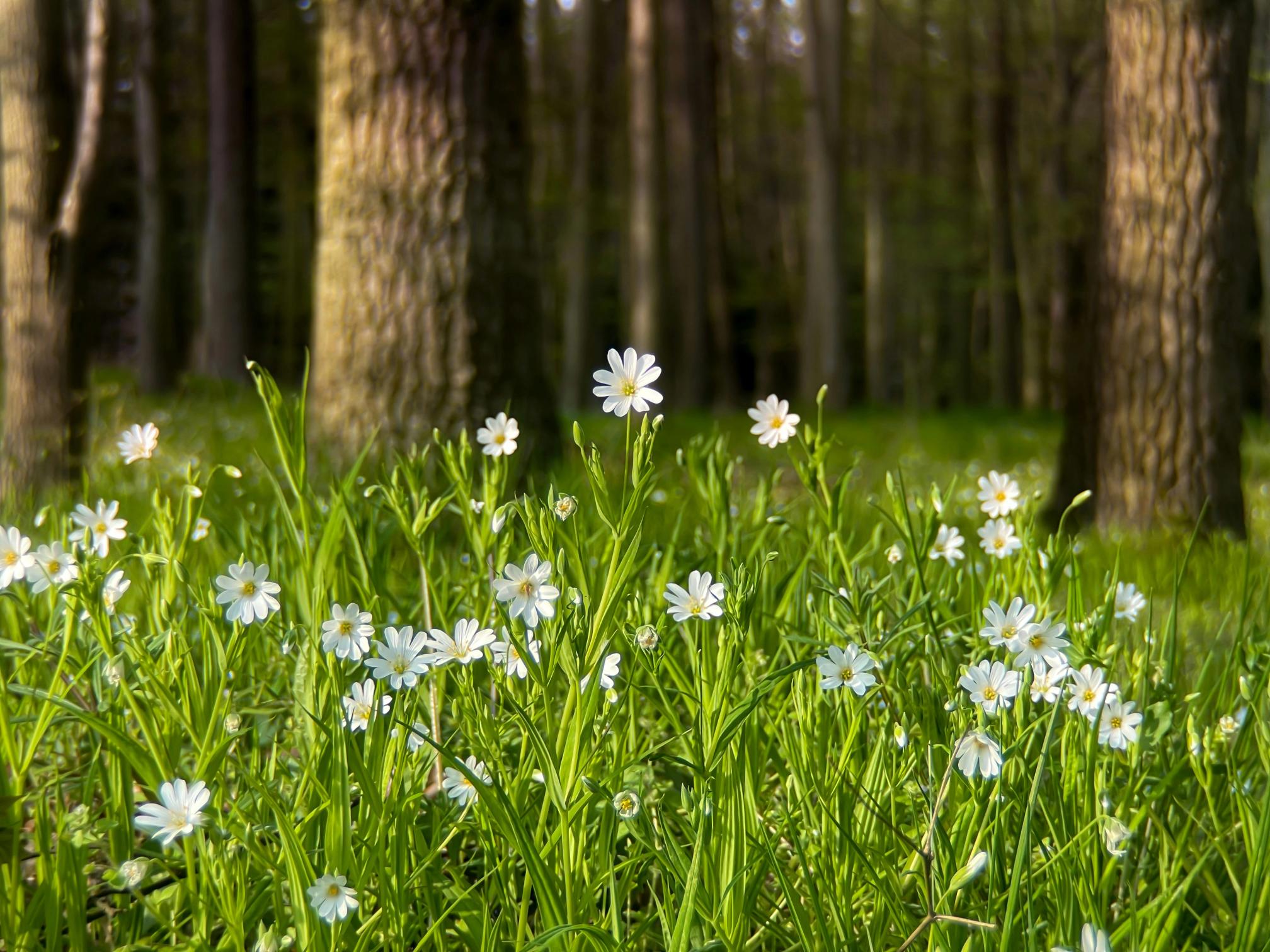 White wildflowers bloom in a lush green meadow at the edge of a sunlit forest with tall tree trunks in the background.