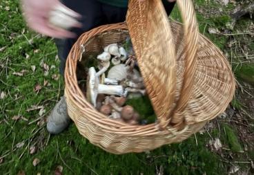 En stor flettet kurv fylt med nyplukket sopp holdes over den mosekledde skogbunnen.