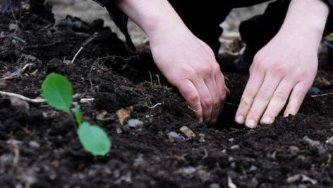 En person bruker hendene til å grave i mørk jord ved siden av en liten grønn plante.