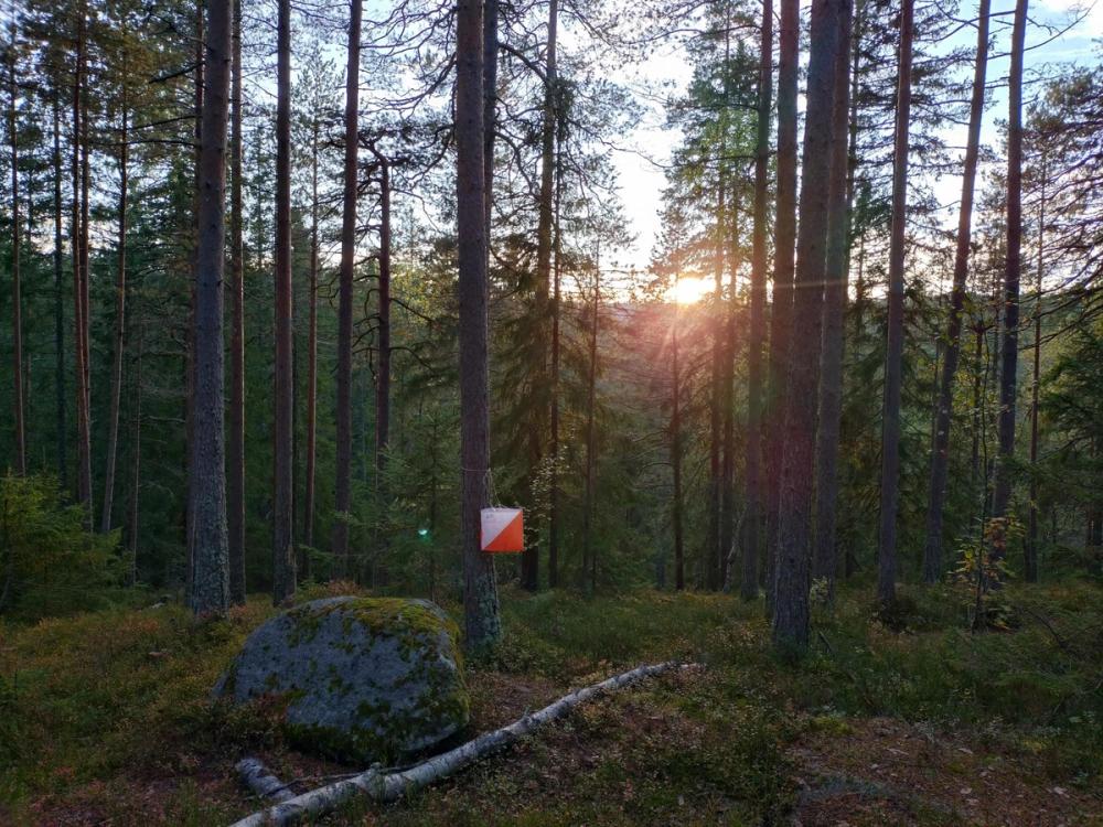 Solnedgang i en tett furuskog med en orienteringspost hengende på et tre ved siden av en stor stein dekket av mose.