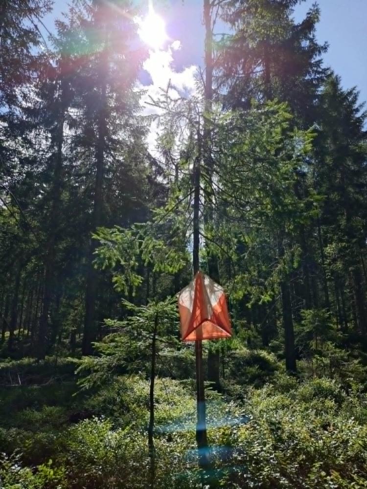 En orienteringspost med oransje og hvitt flagg henger på en pinne i en solfylt, tett granskog.