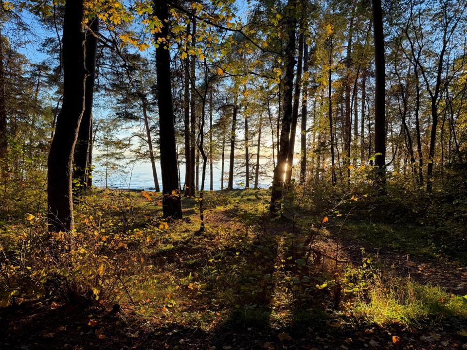 Trær i skogen